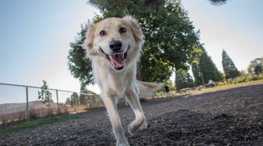 Goldador Running Outside