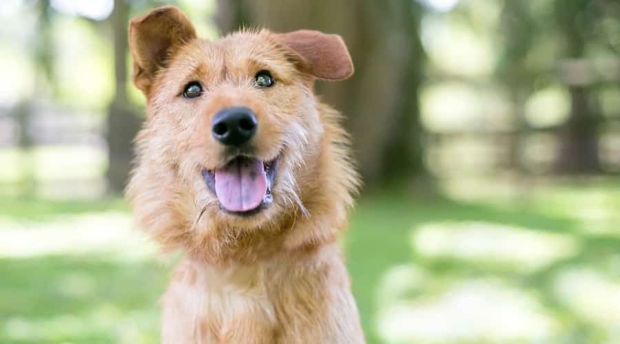 Golden Airedale