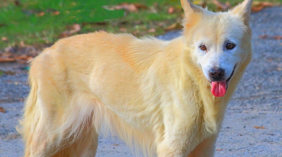 Golden Akita
