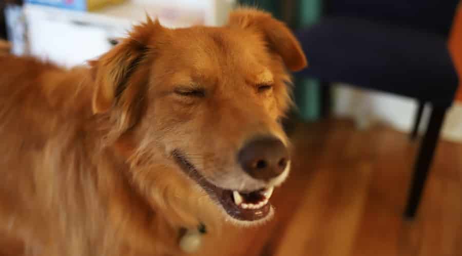 Golden Aussie Rescue