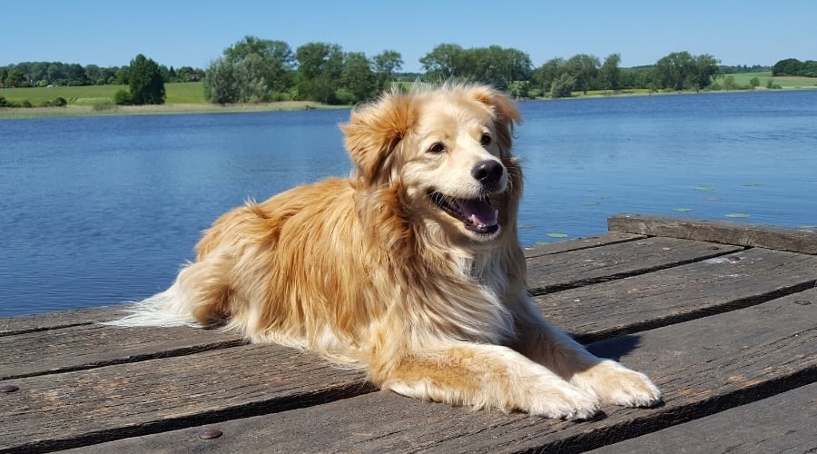 Golden Aussie in Training