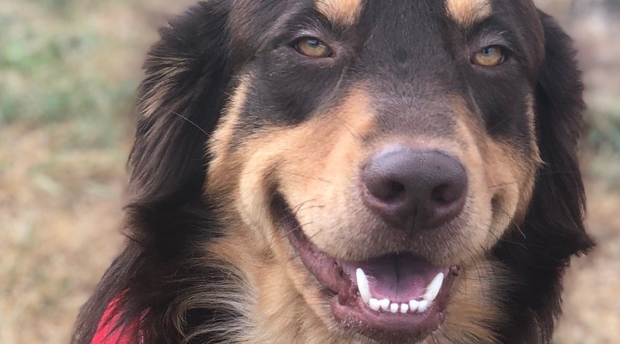 Golden Aussie