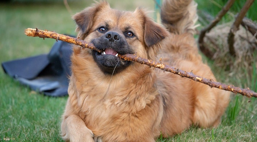 Golden Boxer