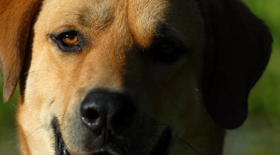 Golden Bullmastiff Retriever