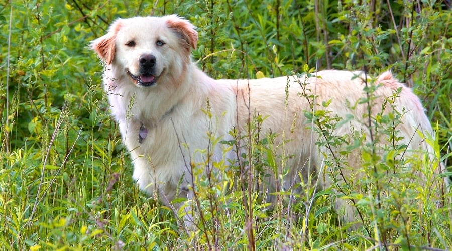 Golden Catahoula