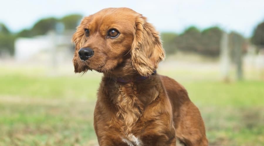 Golden Cavalier outside