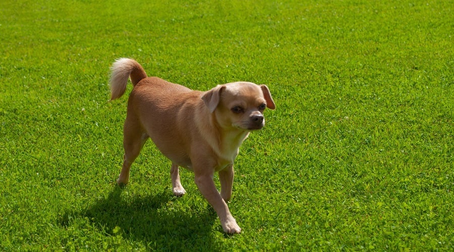 Golden Chihuahua