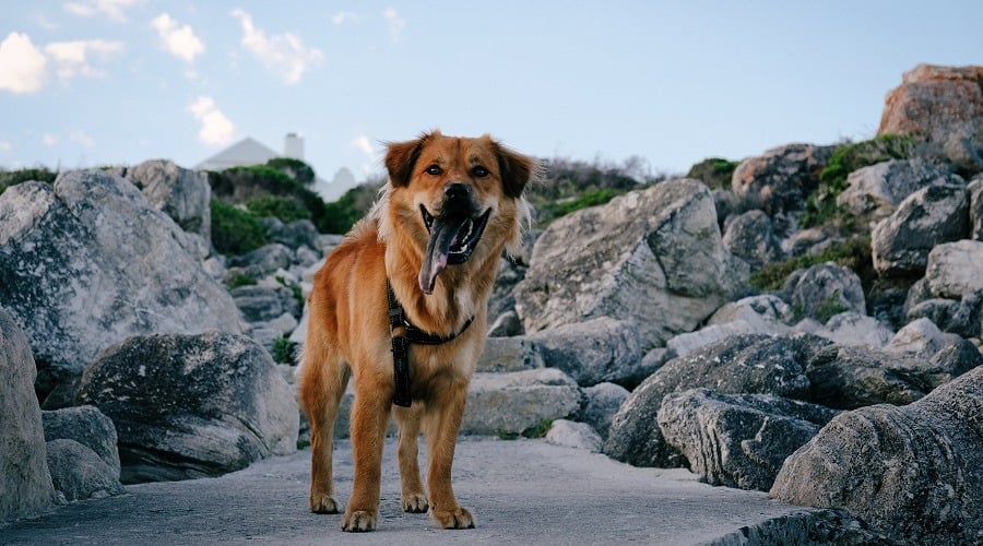 Golden Chow Retriever Dog
