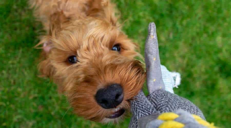 Golden Cockapoos puppy playing with tug toy in garden