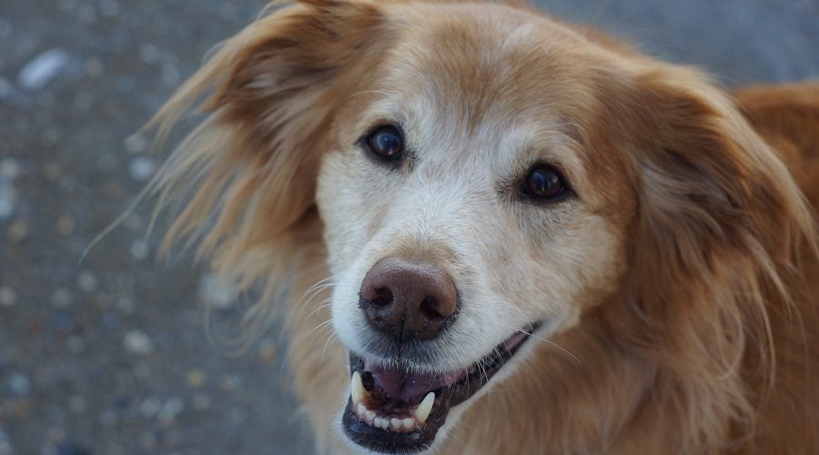 Golden Collie