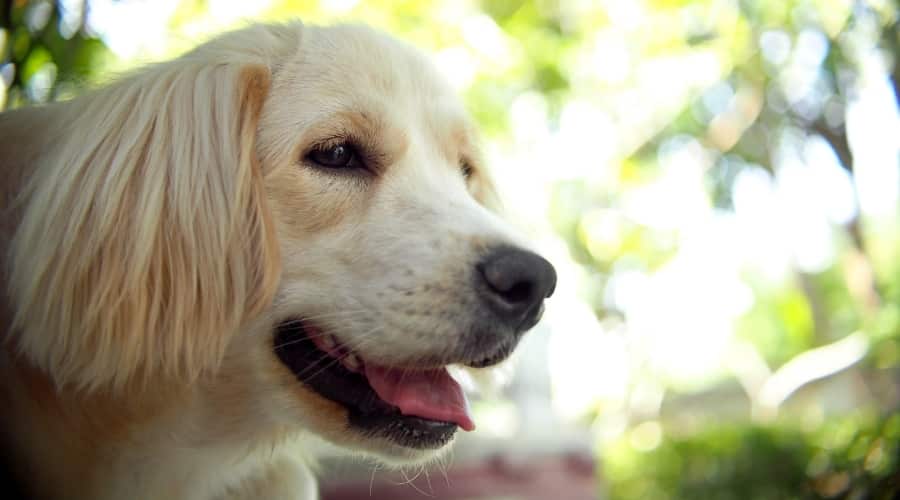 Golden Coonhound