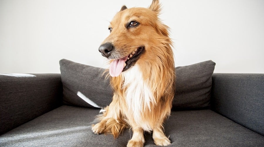Golden Corgi