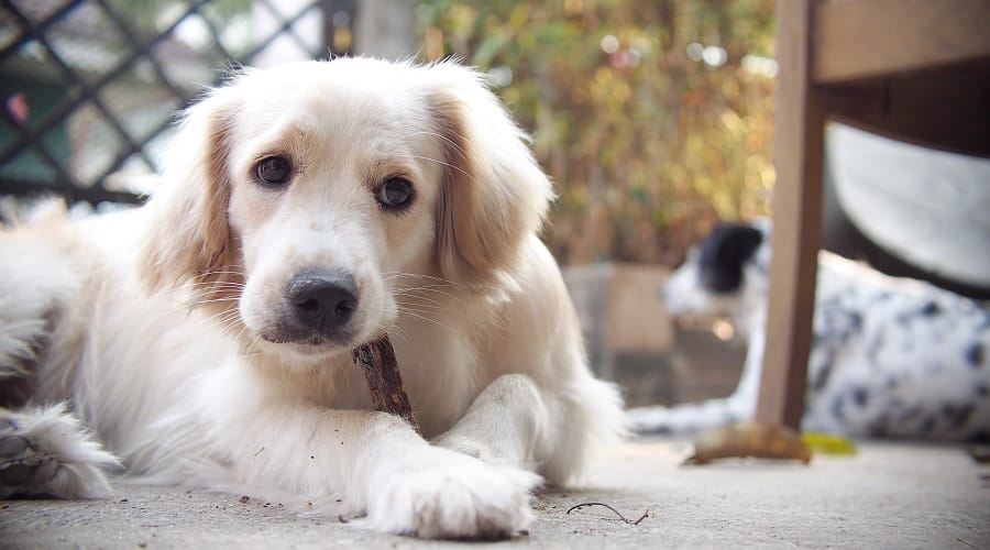 Golden Dalmatian