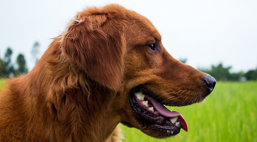 Golden Dane