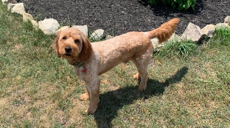 Golden Dog Standing Outdoors