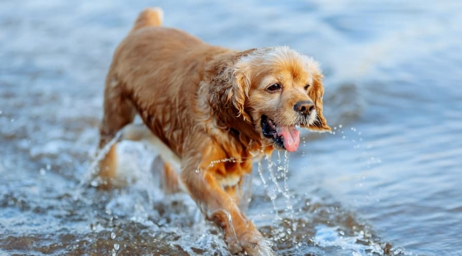 Golden Dog Walking in Shallow Water