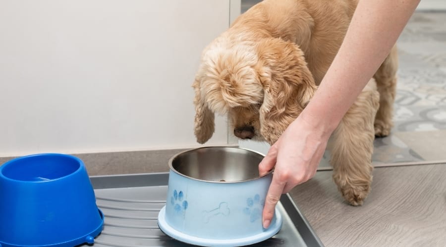 Golden Dog With Floppy Ears Looking at Blue Dog Bowl