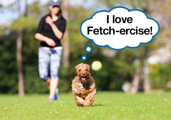 Golden Doodle chasing after tennis ball that was thrown by owner while exercising