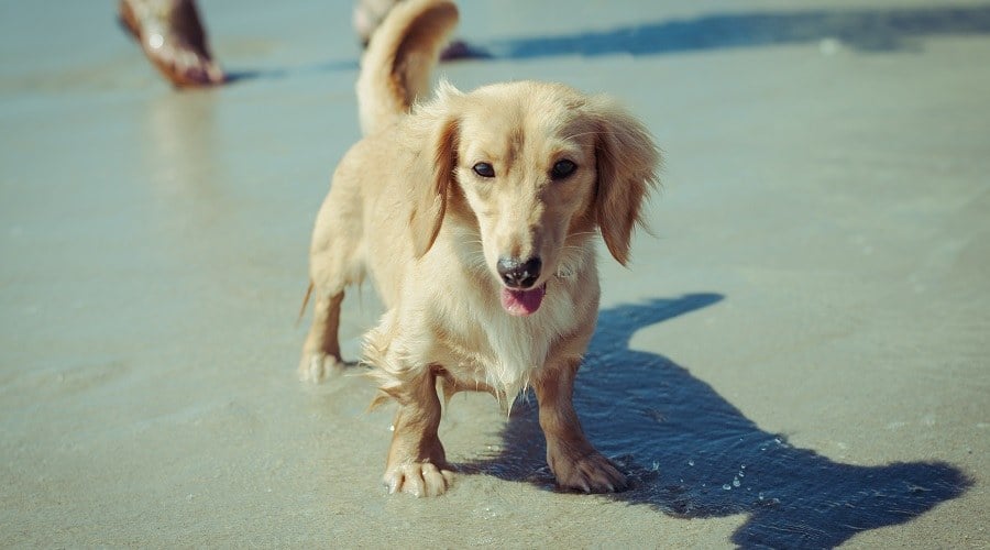 Golden Dox
