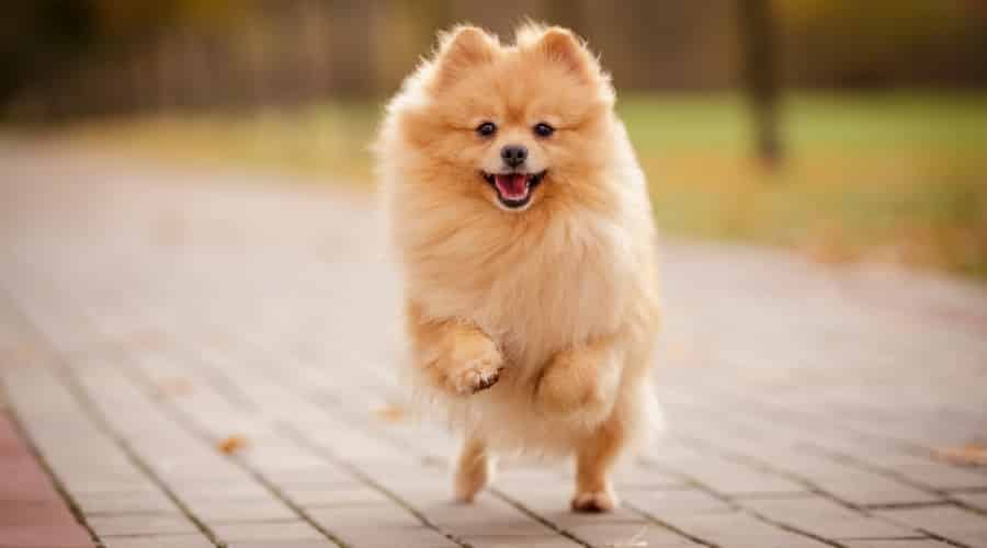 Golden Fluffy Pomeranian Dog Running Around