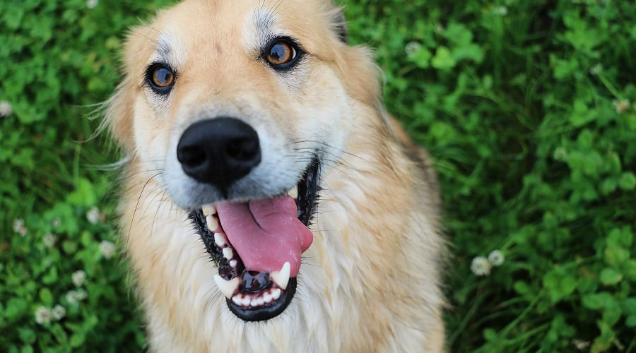 Golden Heeler