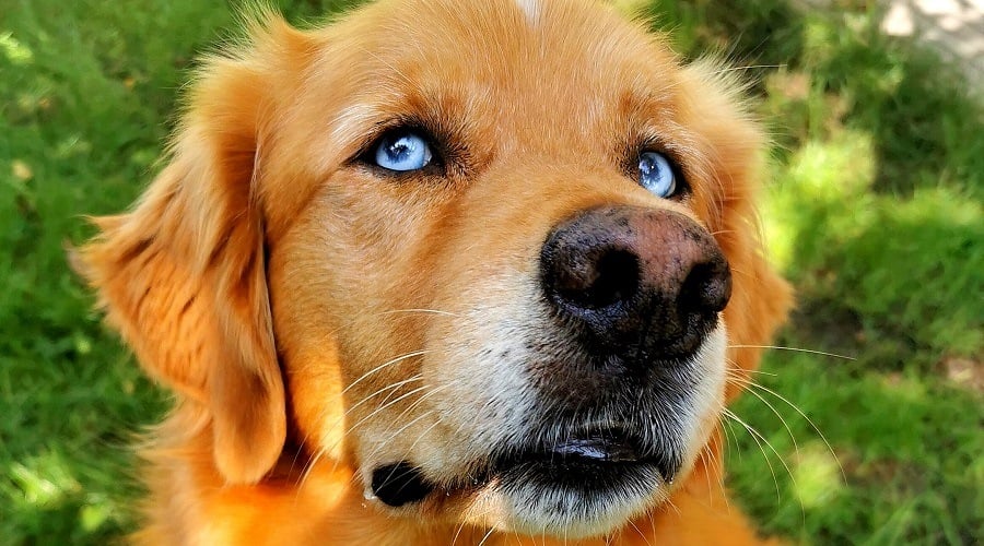 Golden Husky