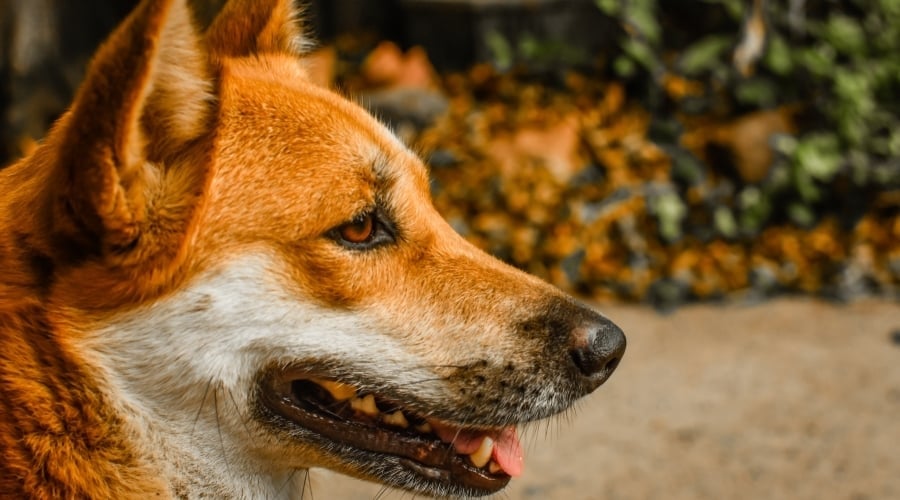 Golden Inu