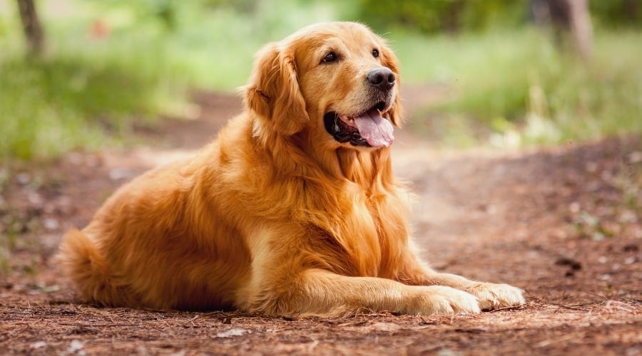 Golden Long Hair Dog Laying Down