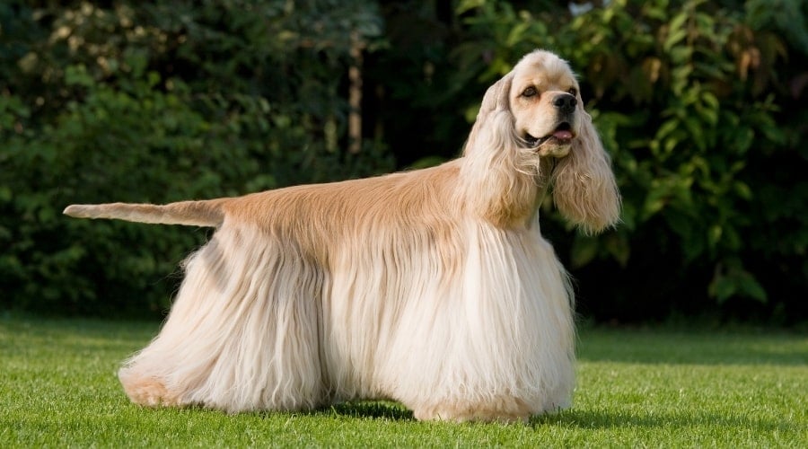 Golden Long-Haired Dog in Stacked Pose