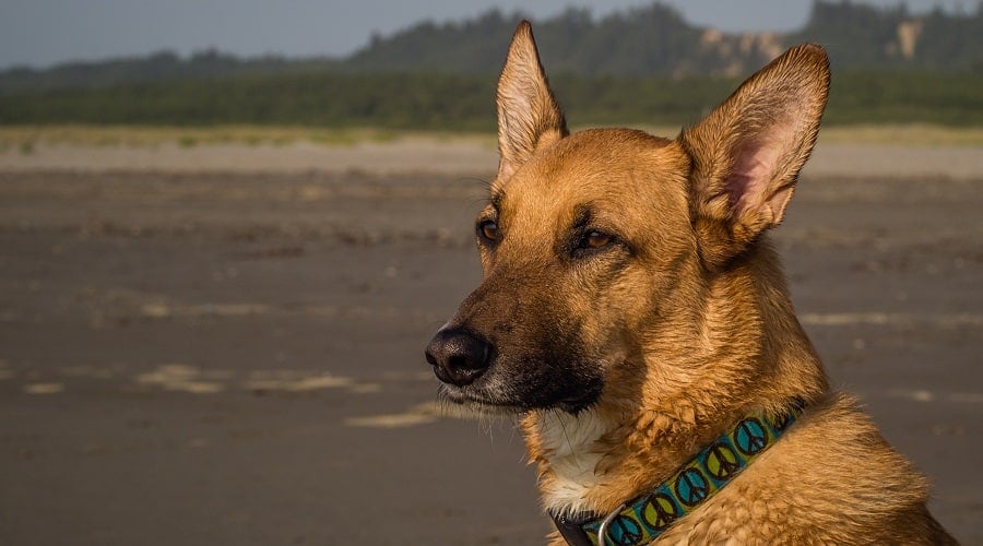 Golden Malinois