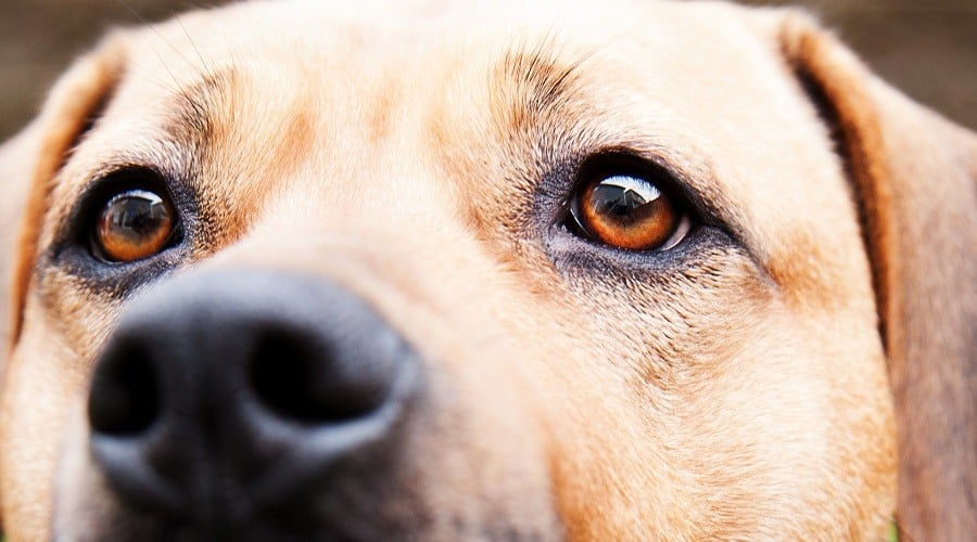 Golden Mastiff Mix