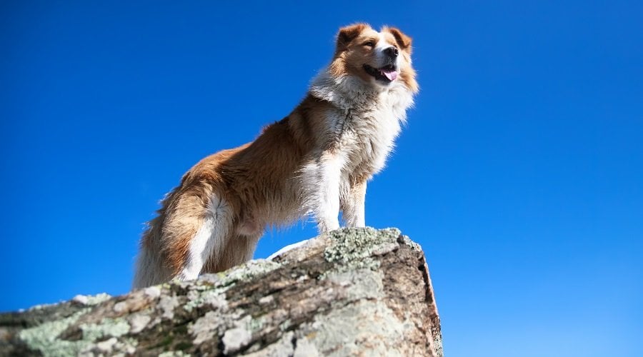 Golden Mountain Dog
