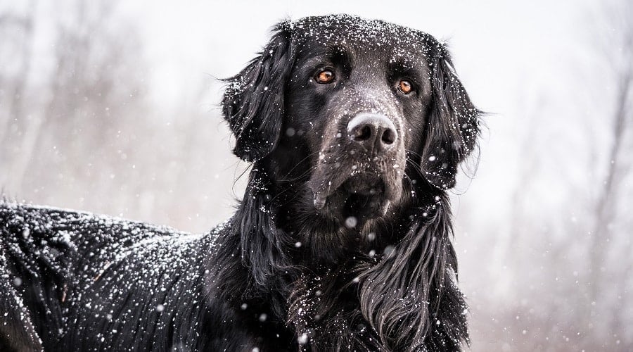 Golden Newfie