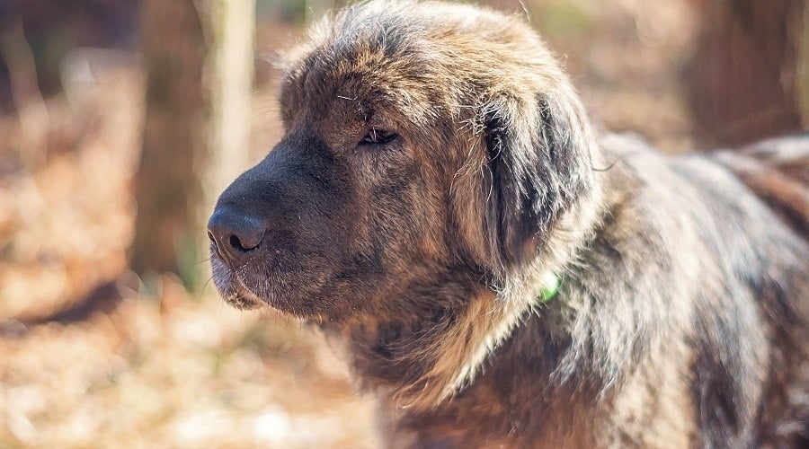 Golden Pei