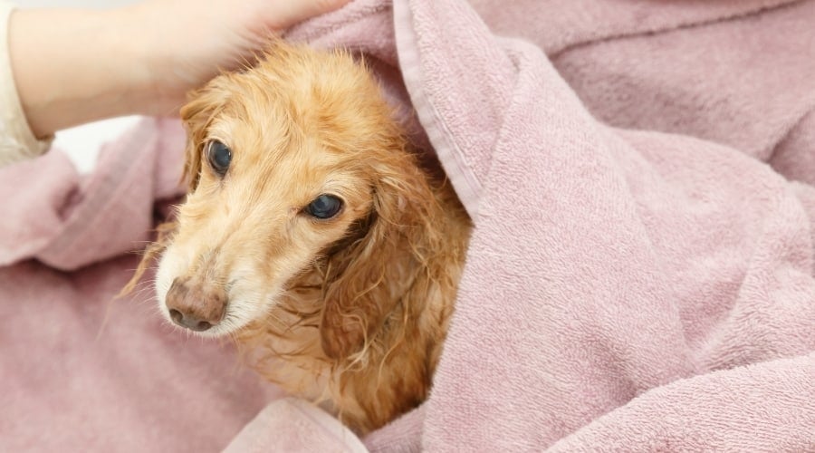 Golden Puppy Wrapped in Pink Towel