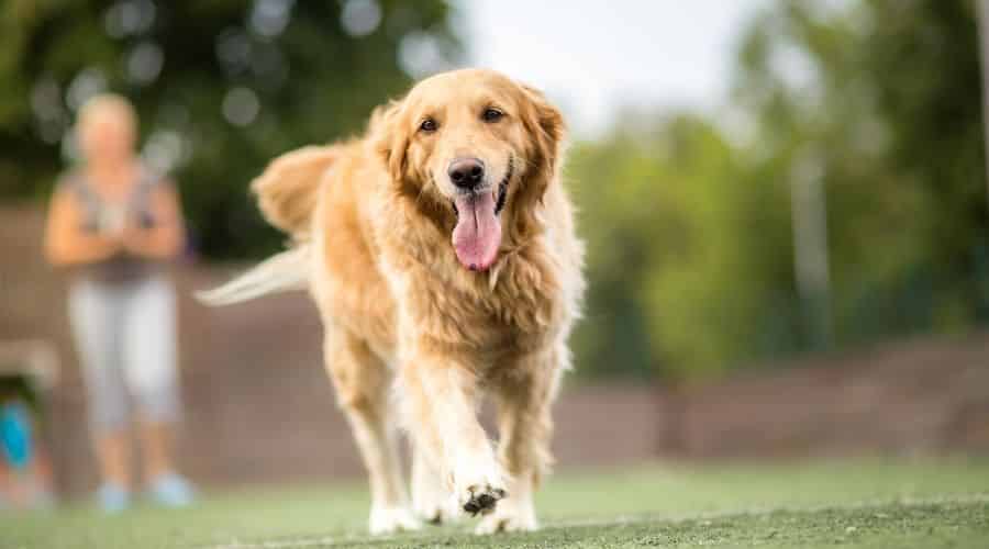 Golden Retriever Adult
