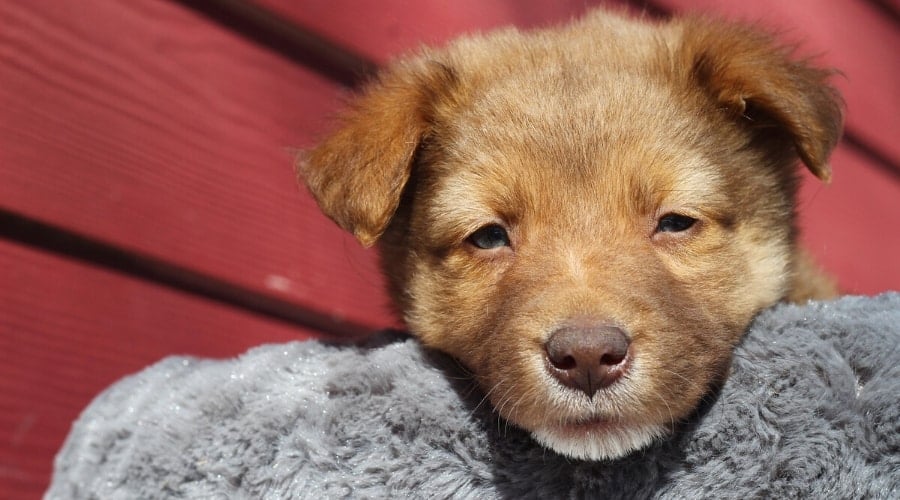 Golden Retriever Aussie Puppy