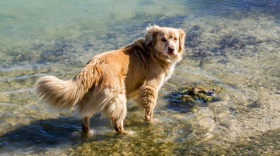 Golden Retriever Australian Shepherd Food Needs