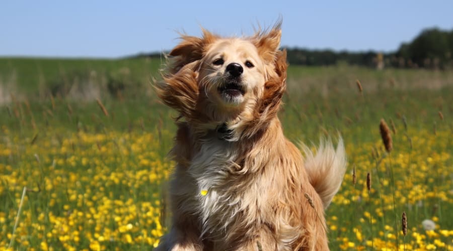 Golden Retriever Australian Shepherd