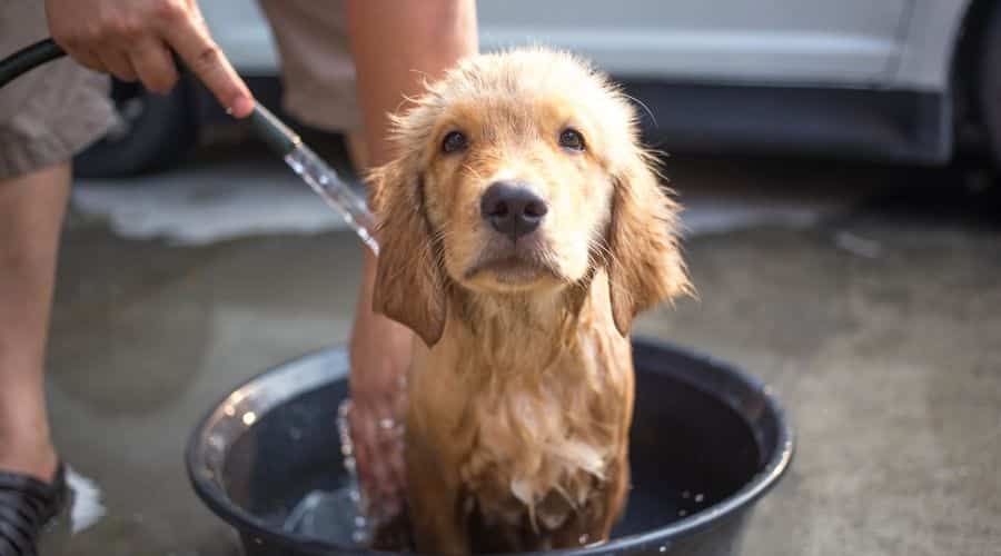Golden Retriever puppy taking a bath.