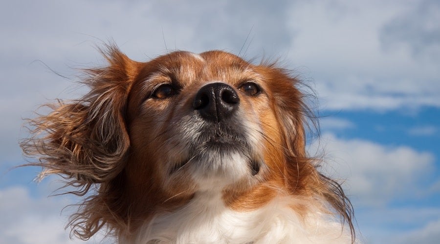 Beagle Golden Retriever Mix Beago Breed Information Canine Journal