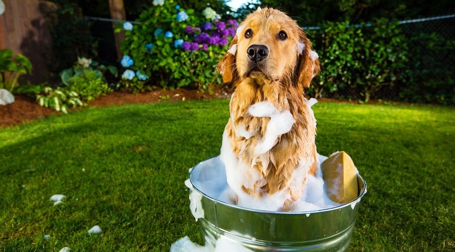 Golden Retriever Coat Attributes