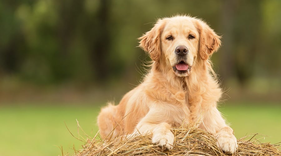 Golden Retriever Coat