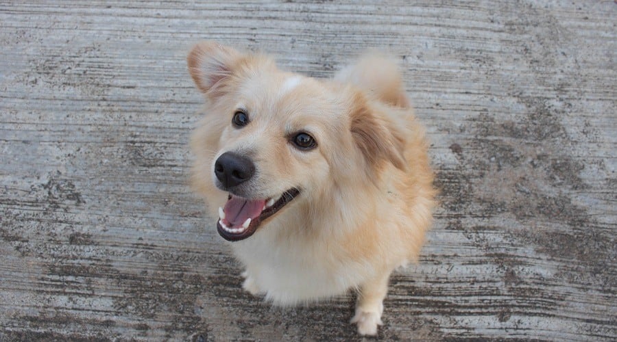 Golden Retriever Corgi