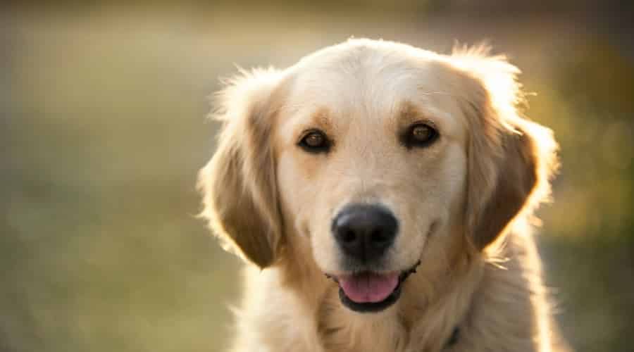 Golden Retriever Dog Outoors at Sunrise