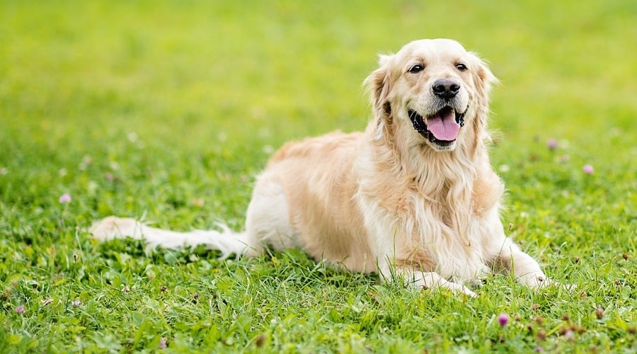 Golden Retriever Dog