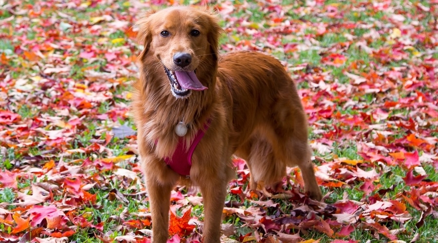 Golden Retriever Female in Autumn Leaves