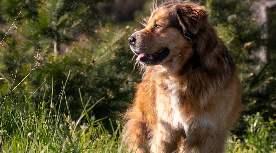 Golden Retriever German Shepherd mix exercising