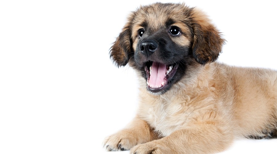 Golden Retriever German Shepherd puppy
