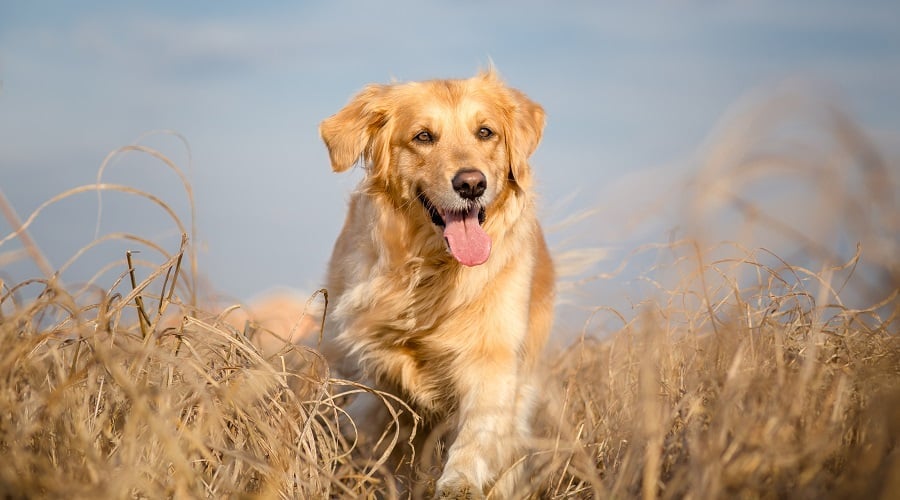 Golden Retriever Grooming Schedule